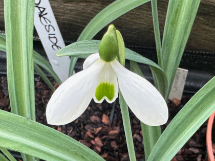 Galanthus 'Eskdaleside'